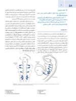 تصویر  اصول جراحی دهان، فک و صورت پیترسون 2022 ارتوگناتیک – جلد سوم
