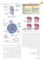 تصویر  برگزیده ترومای دهان، فک و صورت فونسکا 2013 (جلد 1)