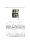 تصویر  رادیولوژی و آناتومی دهان