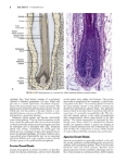تصویر  Local Flaps in Facial Reconstruction 4e 2022