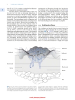 تصویر  Peterson’s Principles of Oral and Maxillofacial Surgery